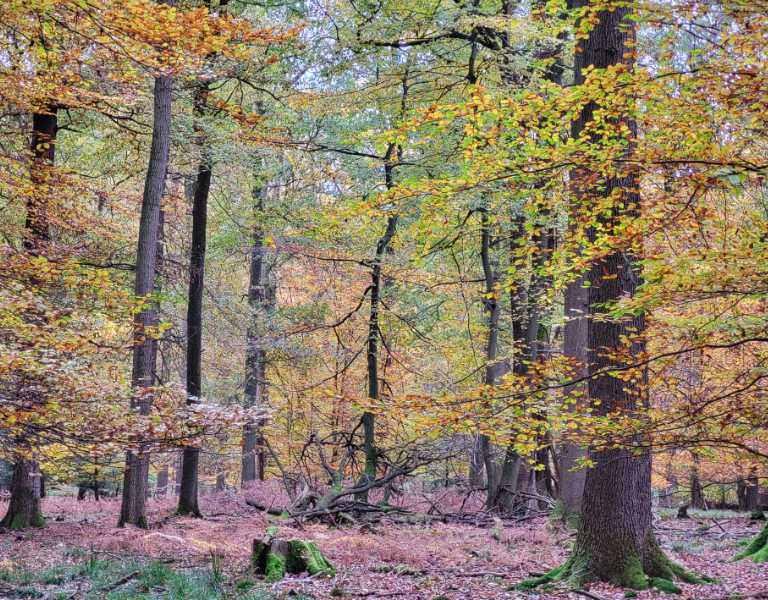 Nationalpark Nationalpark Arnsberg Wald